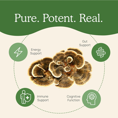 Turkey Tail Mushroom Extract Powder