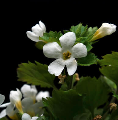 Bacopa monnieri